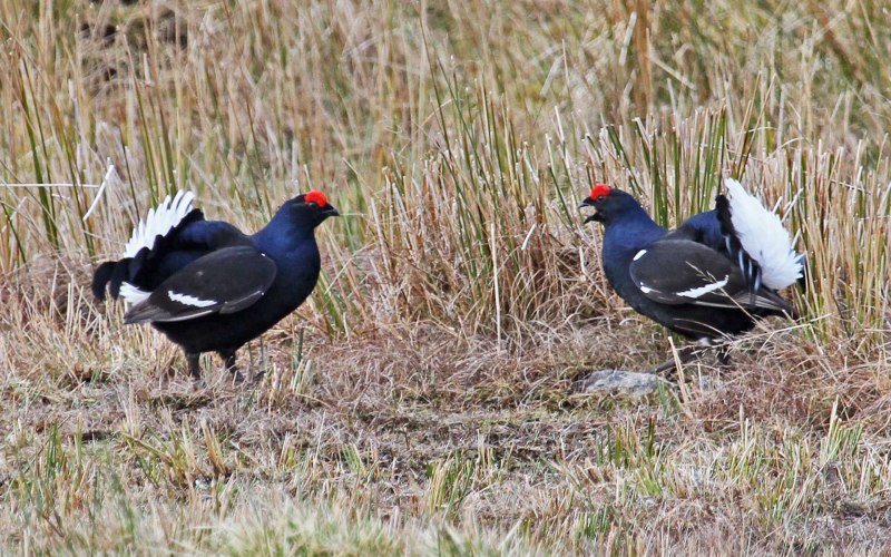 Heath cock Bird
