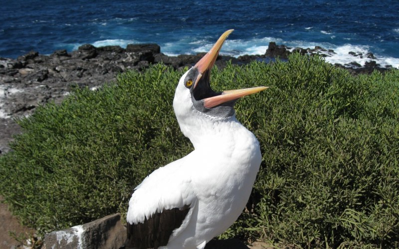 Phalacrocorax Carbo