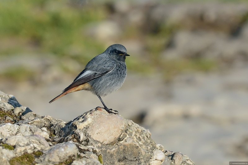 Dove Bird