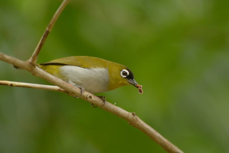 Японская белоглазка Zosterops japonicus