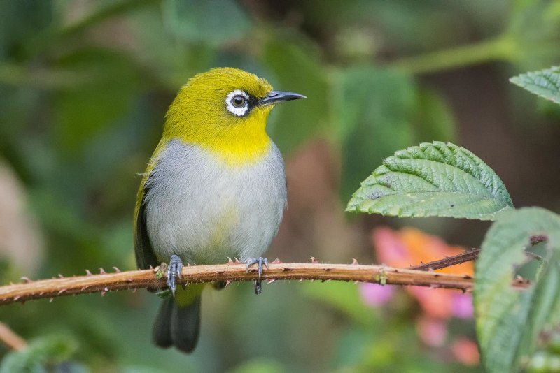 Черноголовая белоглазка (speirops melanocephala)