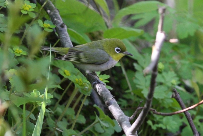 Буробокая белоглазка (Zosterops erythropleurus)
