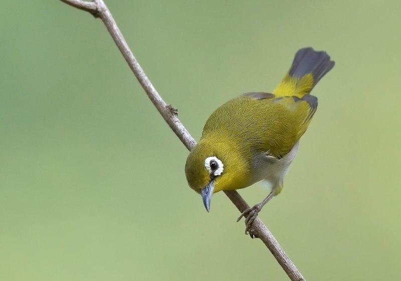 Zosterops lateralis
