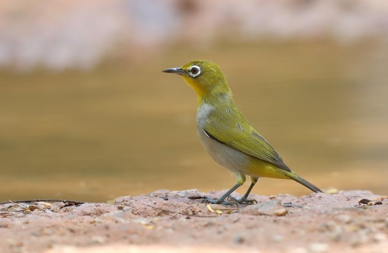 EBIRD