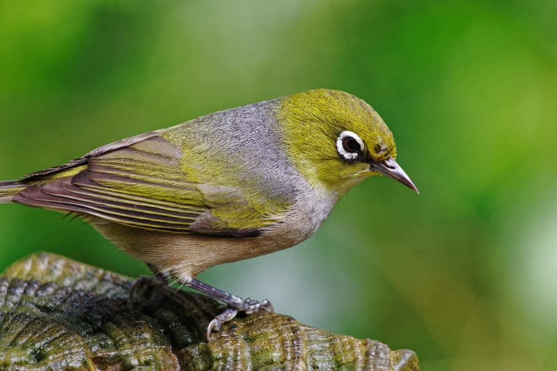 Птица Zosterops japonica