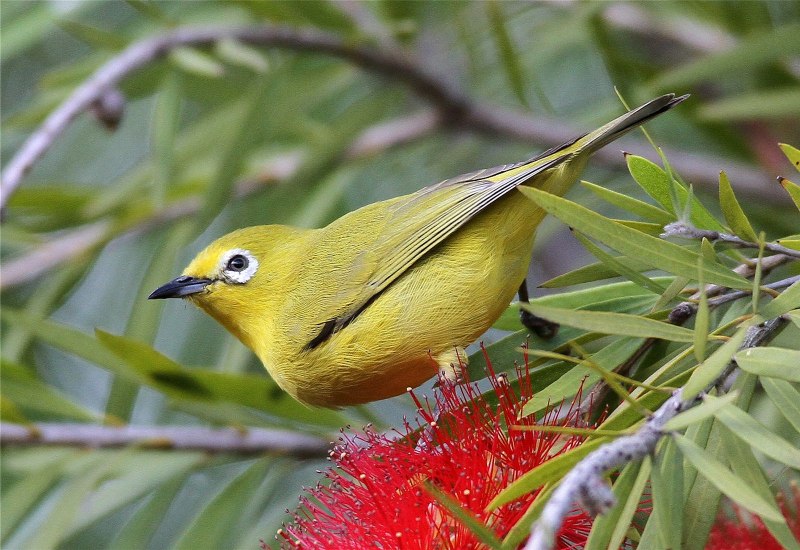 Черноголовая белоглазка (speirops melanocephala)