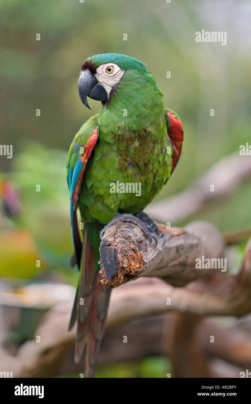 Parakeet 'Peter'