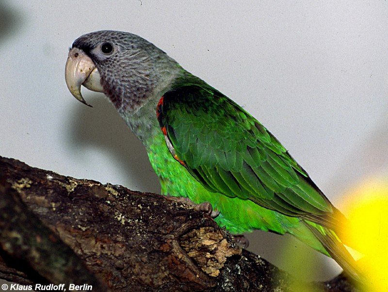 Poicephalus robustus