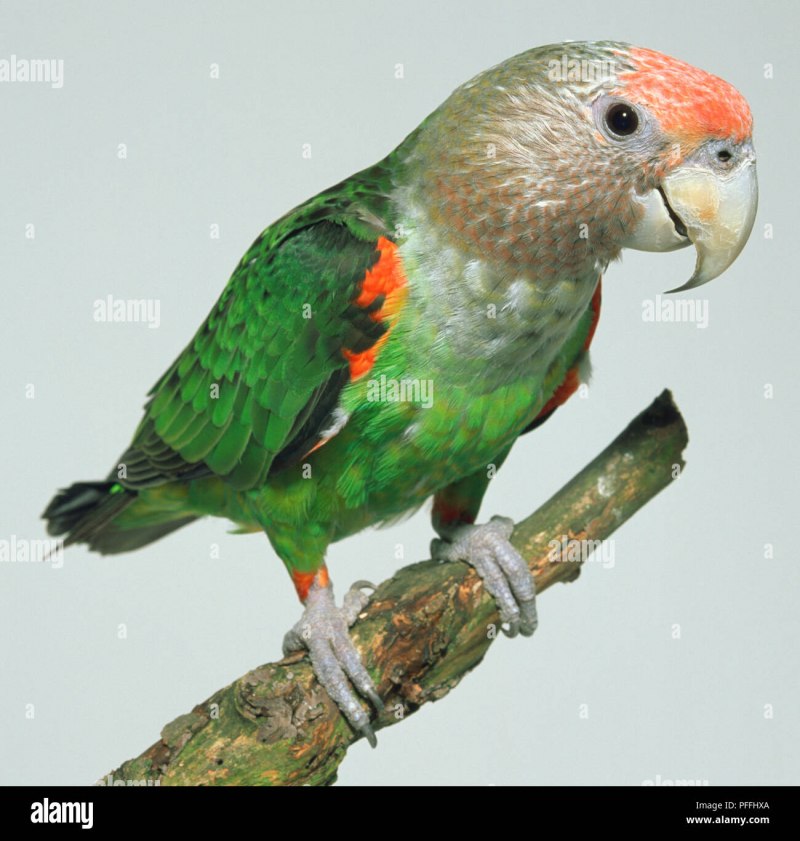 Poicephalus Gulielmi