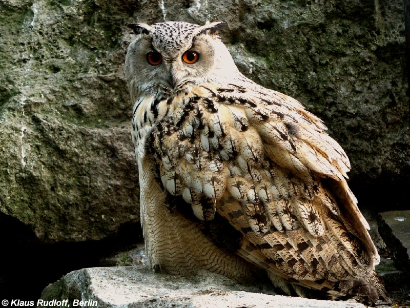 Bubo Bubo в пустыне
