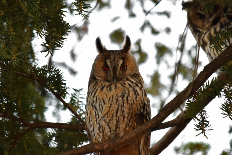 Рогатая неясыть (Lophostrix cristata)