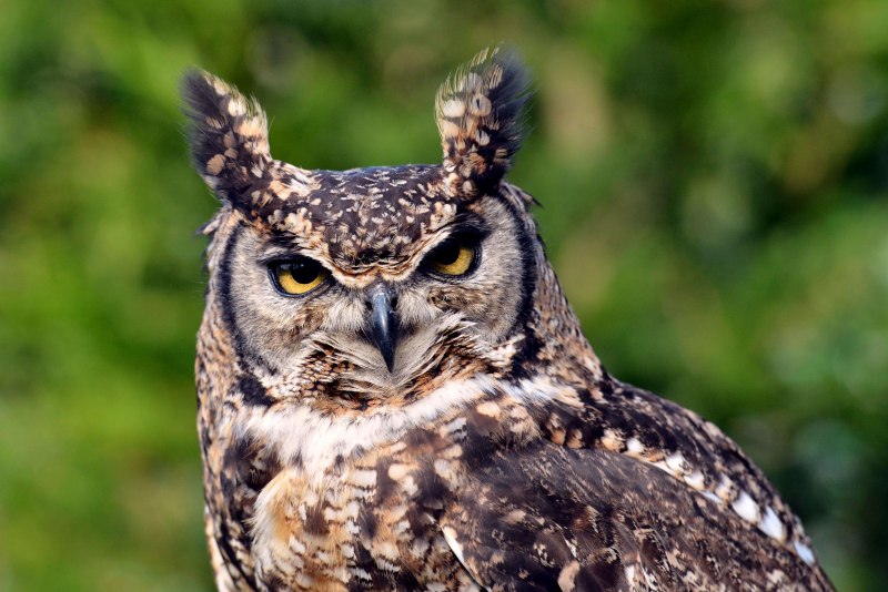 Европейский Филин (Bubo Bubo)