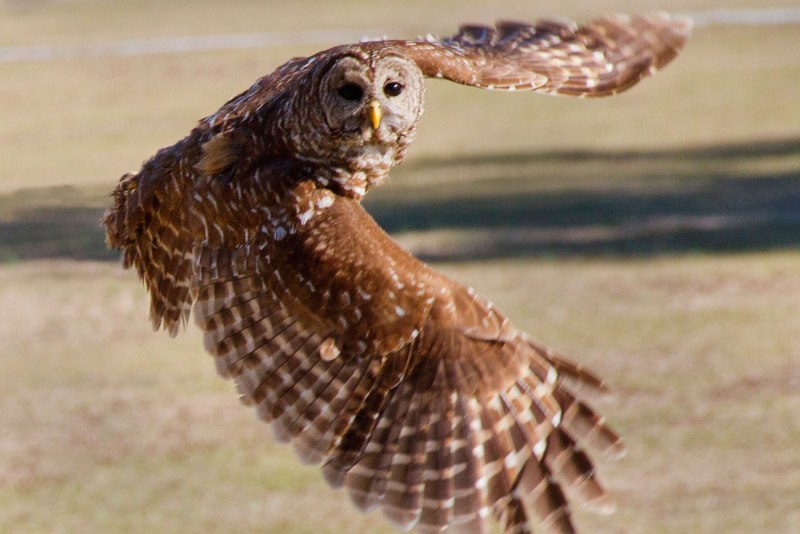 Be Owl