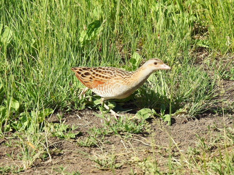 Коростель – Crex Crex