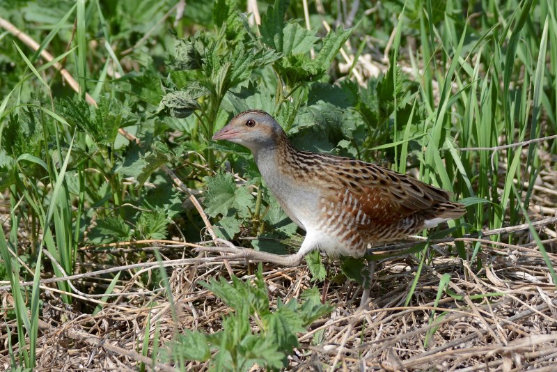 Corncrake птица