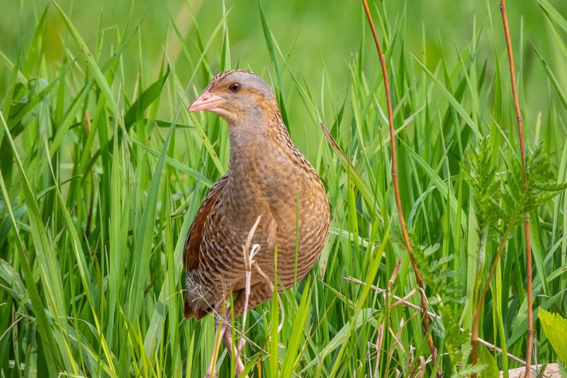 Коростель – Crex Crex