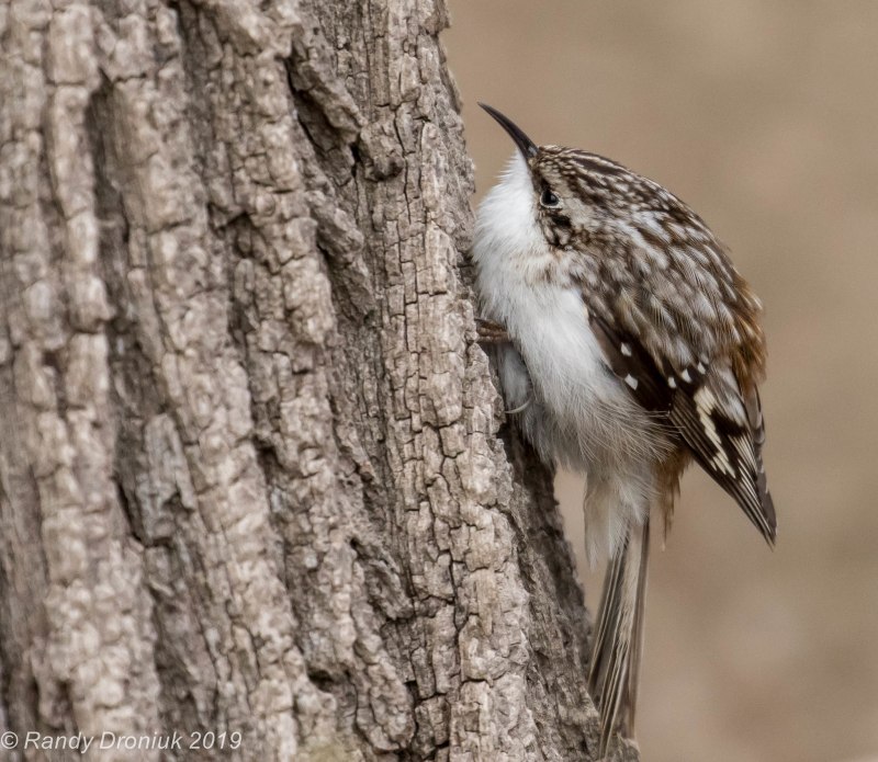 Пищуха обыкновенная (Certhia familiaris)