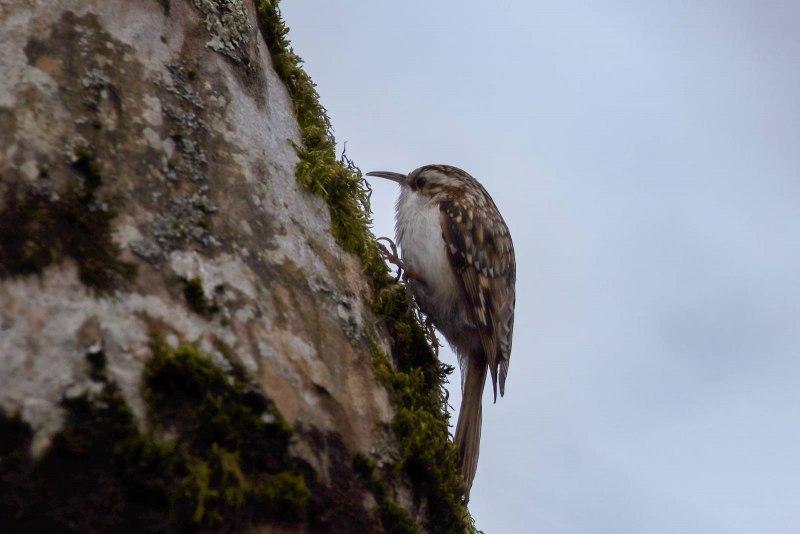 Пищуха (Certhia familiaris)