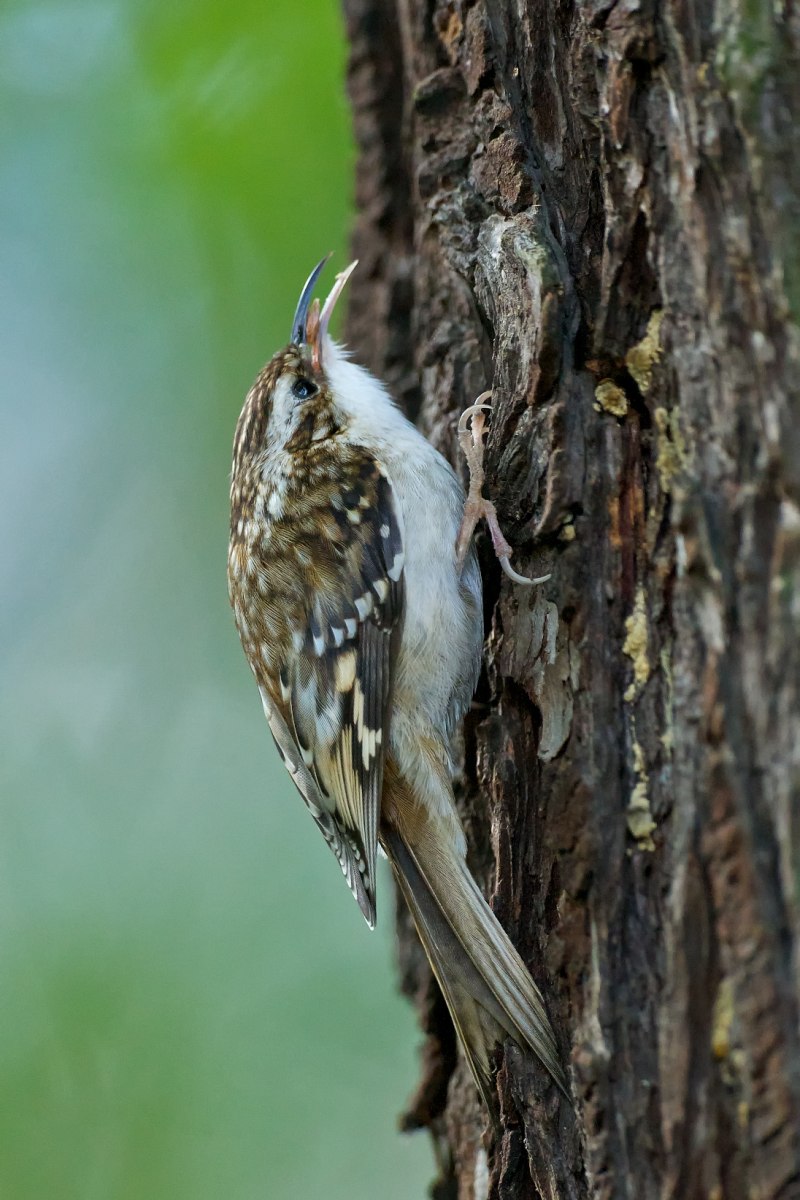 Certhia familiaris