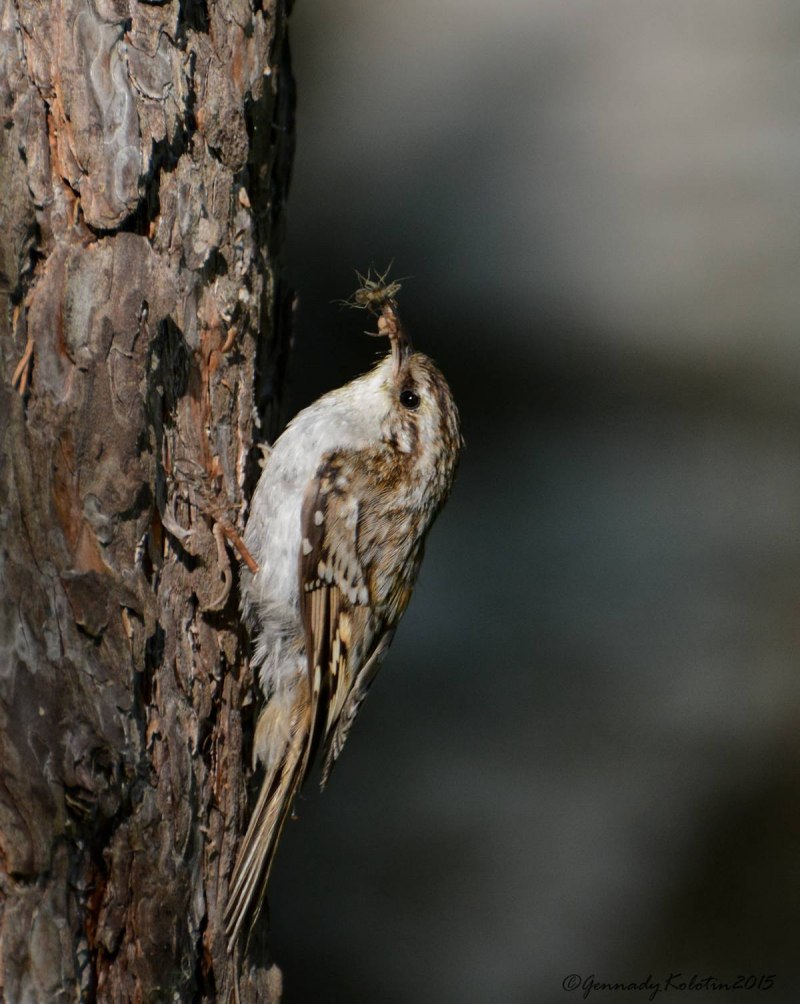 Eurasian Treecreeper птица