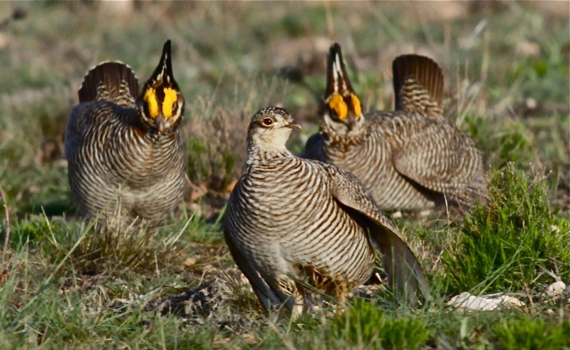 Greater Prairie Chicken