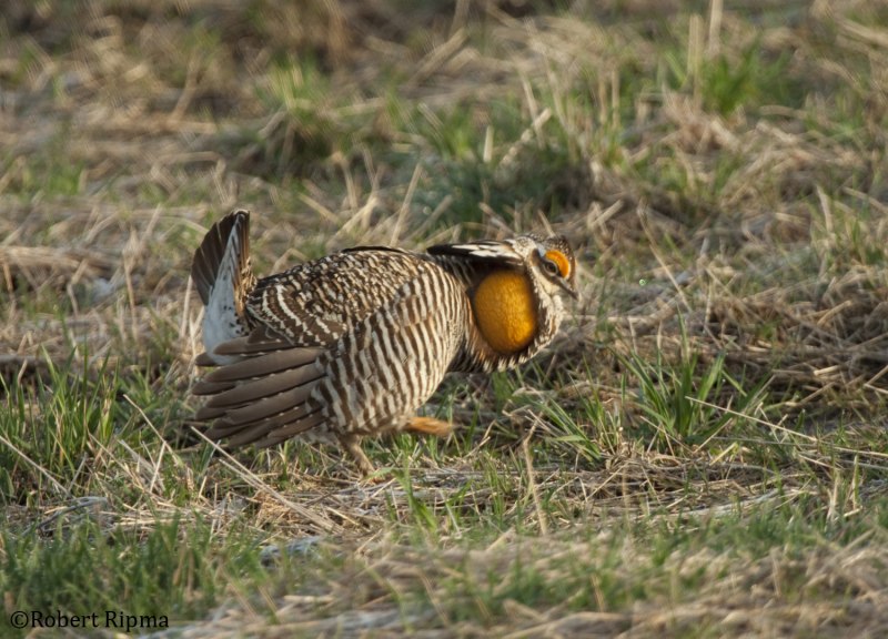 Tympanuchus phasianellus