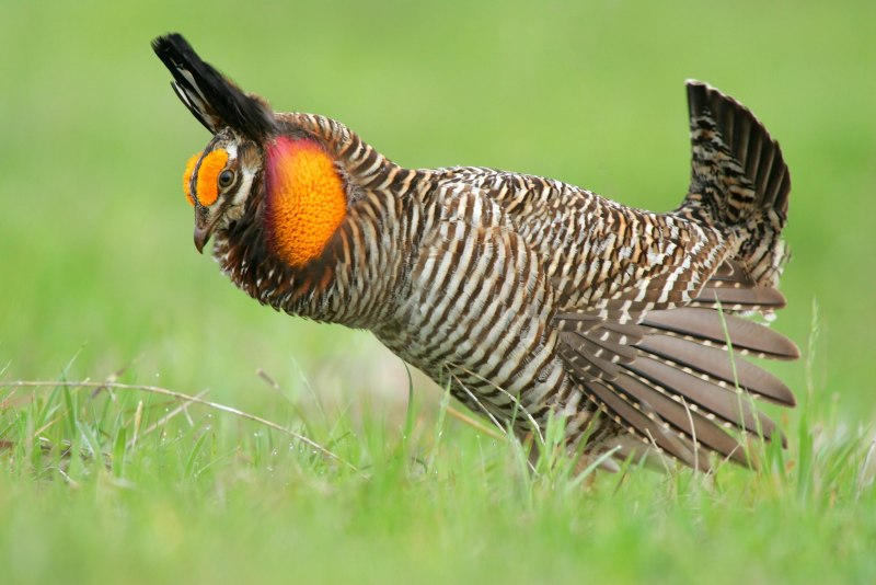 Tympanuchus phasianellus