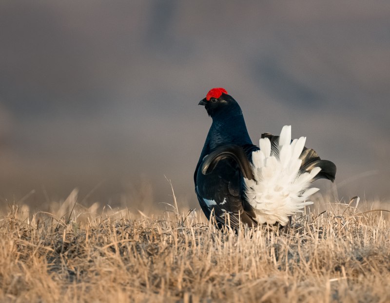 Greater Prairie Chicken