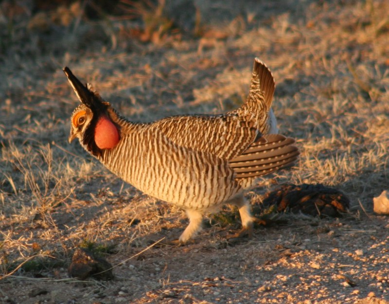 Тетеревиные Tetraonidae