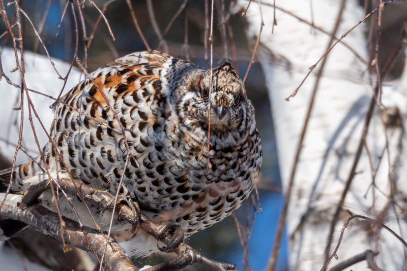 The Biology of Hazel Grouse Bonasa bonasia