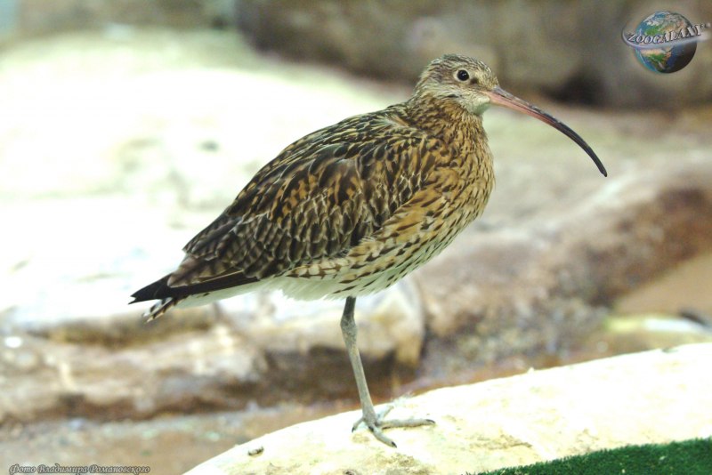 Чернозобик Calidris Alpina (Linnaeus, 1758)