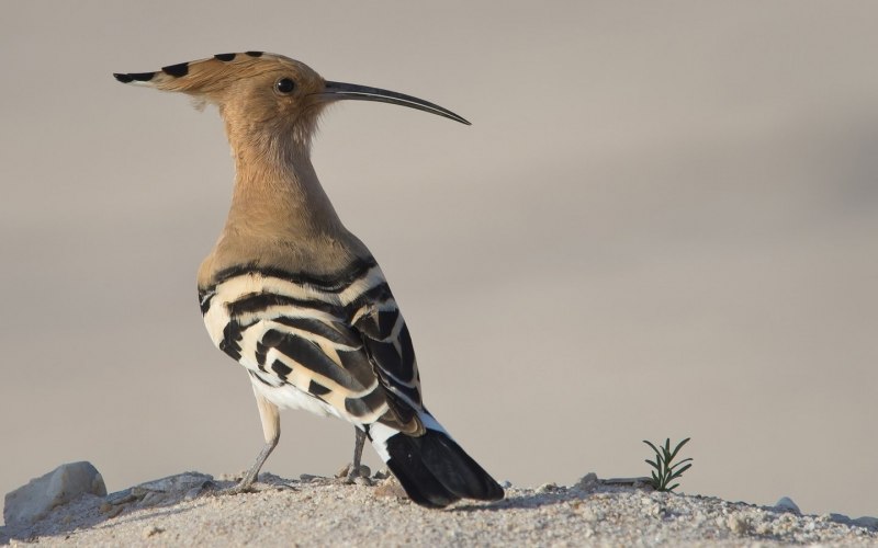 PROMEROPS gurneyi