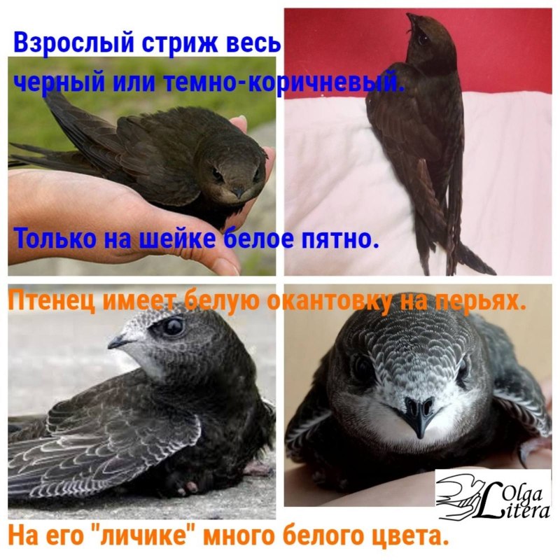 Длинные Крылья стрижа