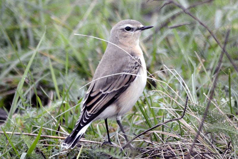 Garrulax canorus