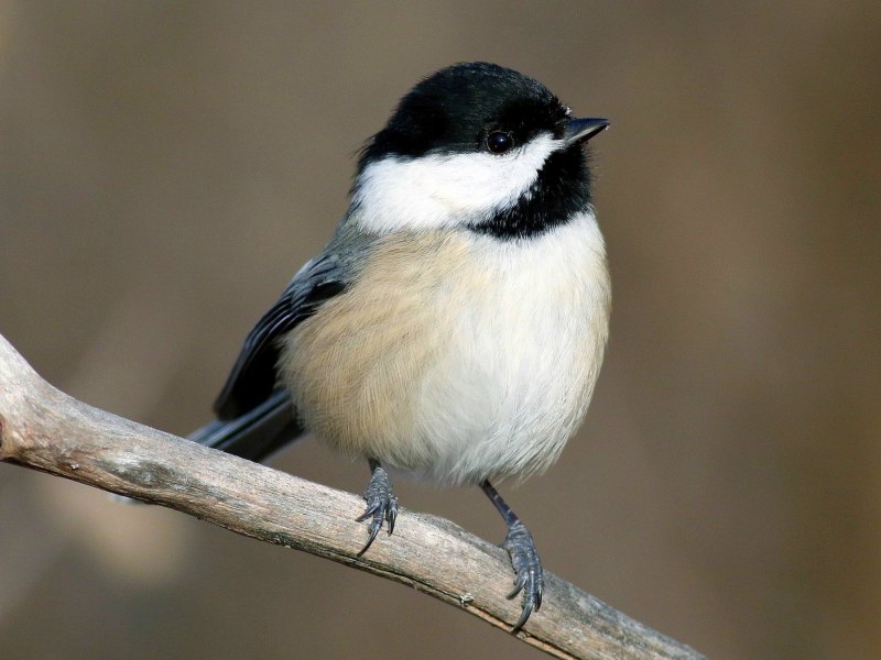 Chickadee птичка