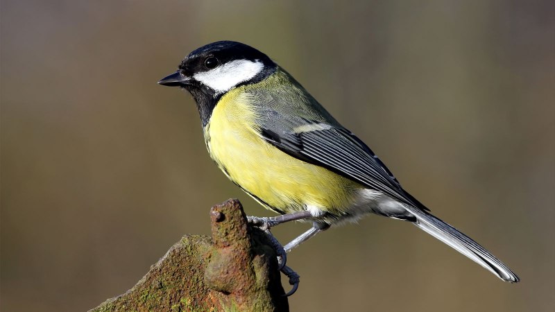 Князёк, или белая лазоревка – Parus cyanus Pallas, 1770