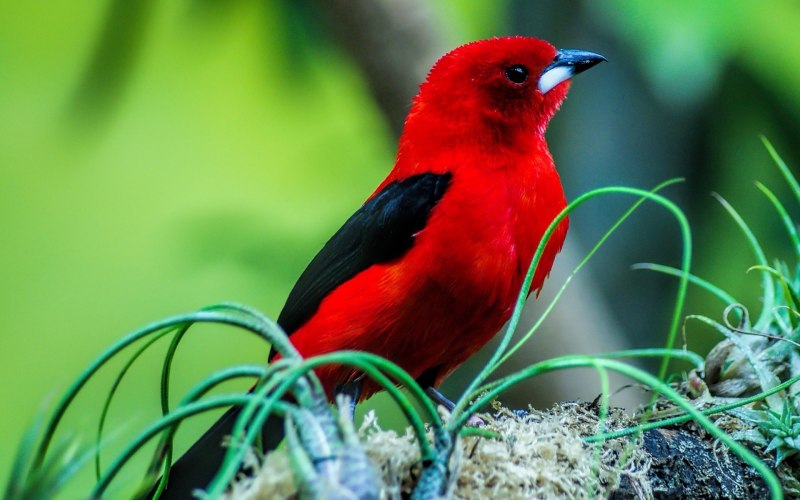 Птица Purple Finch
