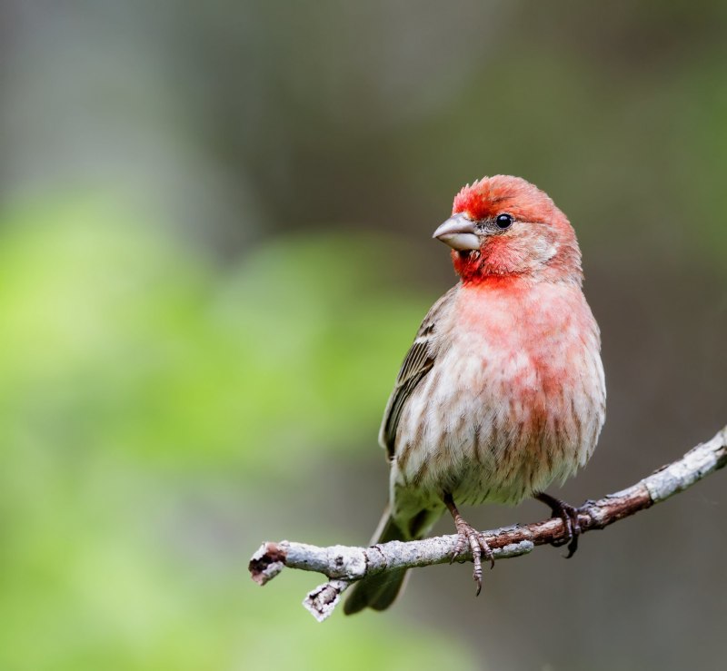 Carpodacus rubicilla