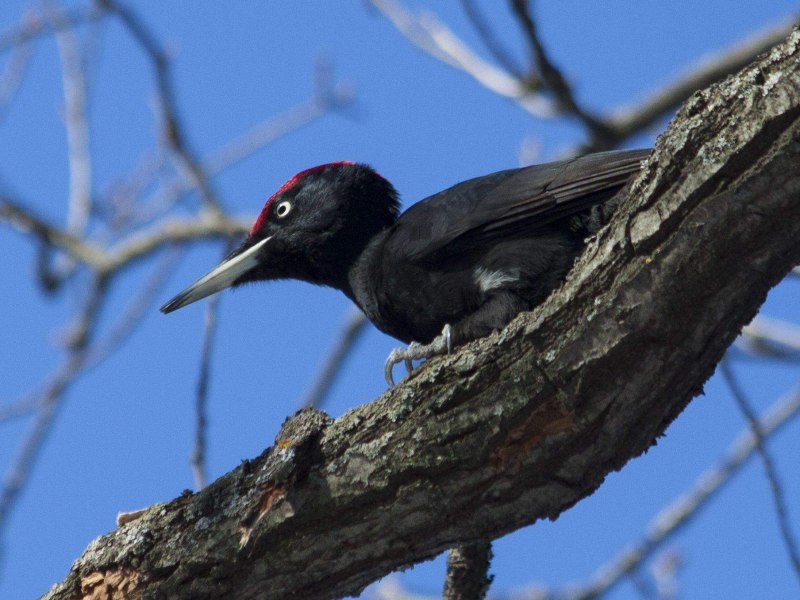 Dendrocopos Minor Tail Feathers