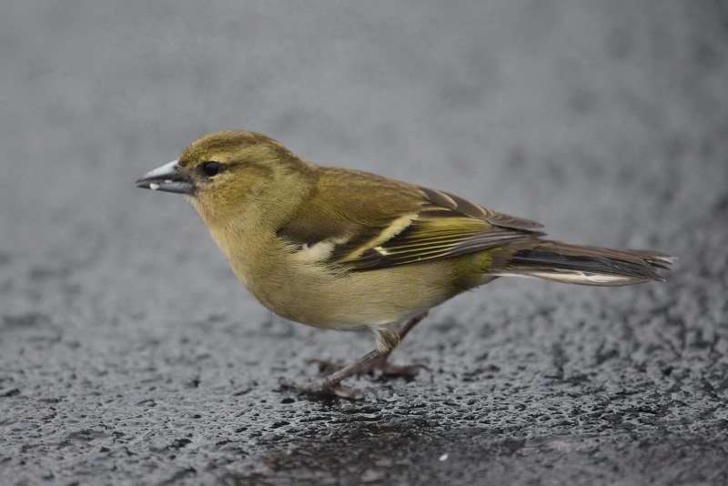 Зяблик (fringilla COELEBS)