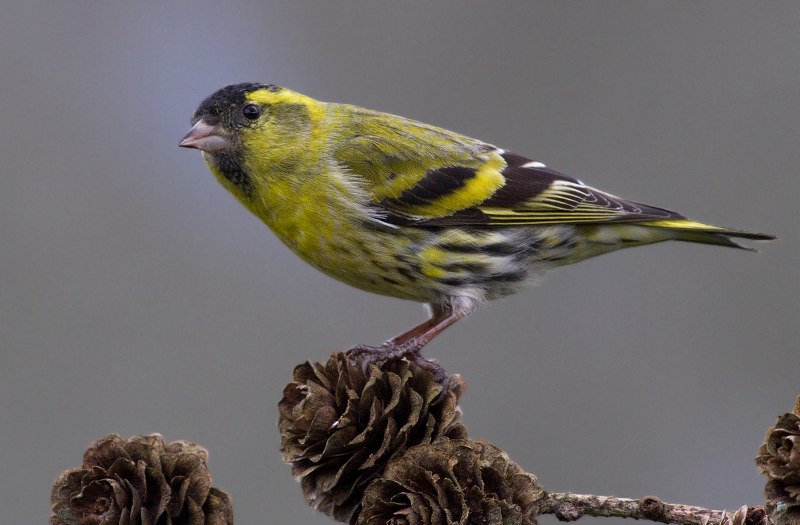 Eurasian Siskin Carduelis Spinus