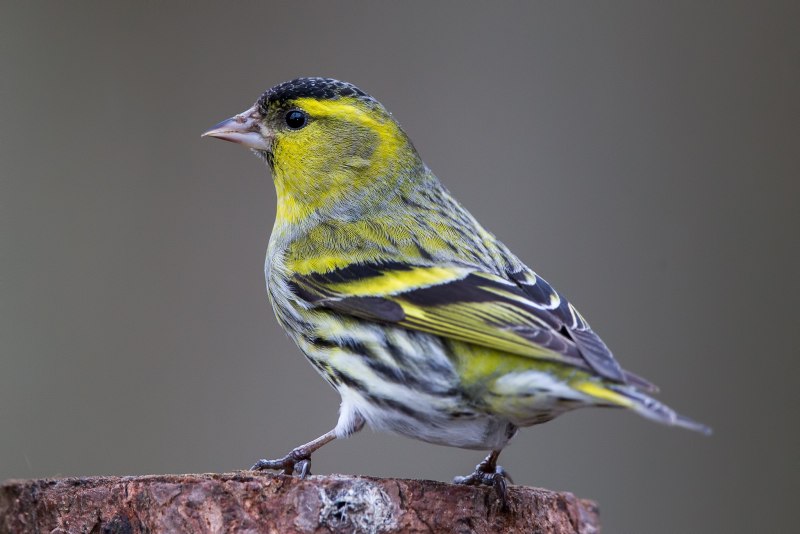 Чиж (Spinus Spinus (Carduelis Spinus))