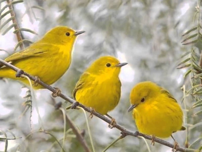 Ivy Bird