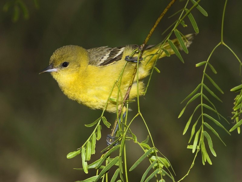 Маленькая желтая птичка (35 фото) - красивые фото и картинки pofoto.club