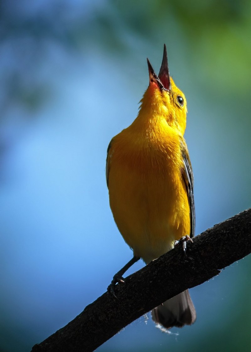 Yellow Warbler птица