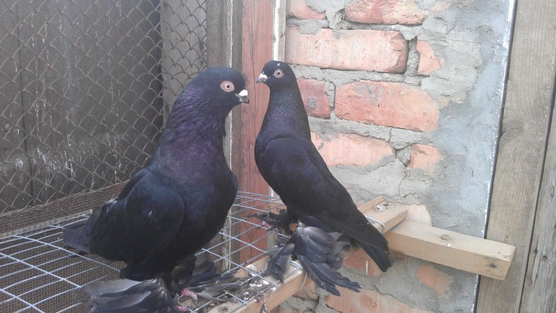 Черный голубь Columba janthina