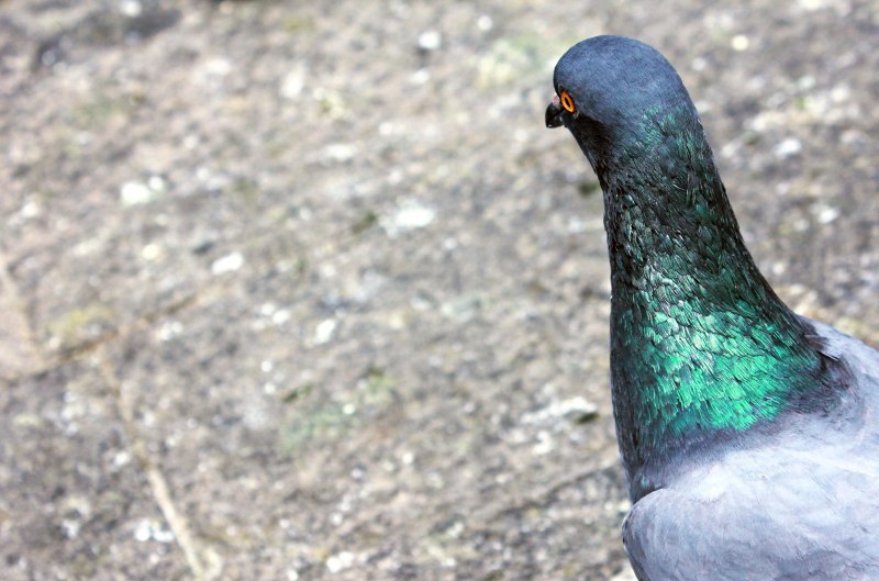Dragoon Pigeon