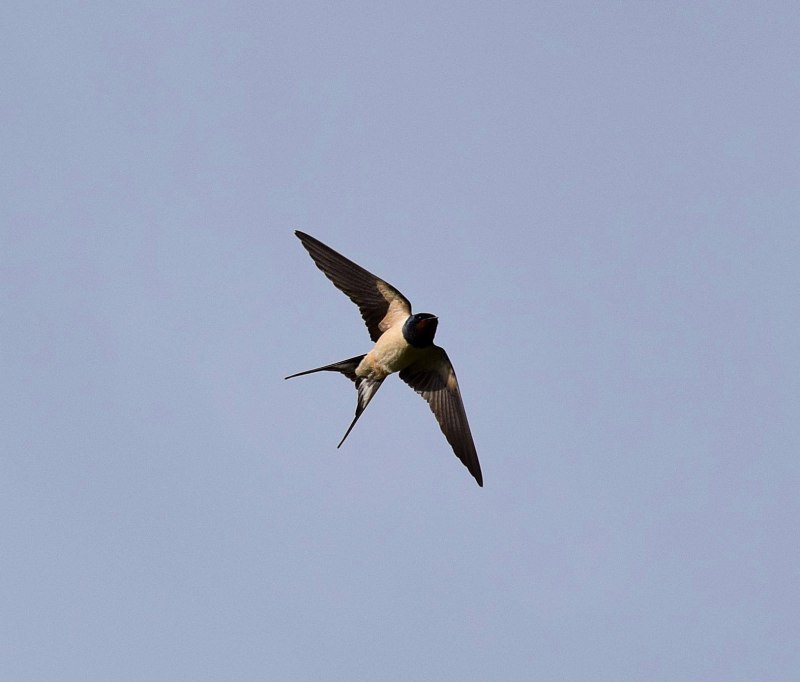 Cecropis semirufa
