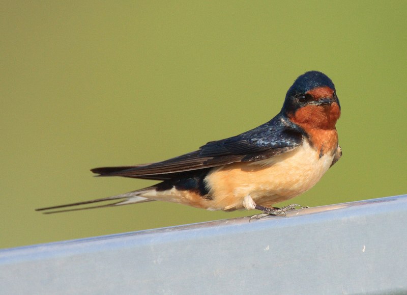 Crypsirina cucullata