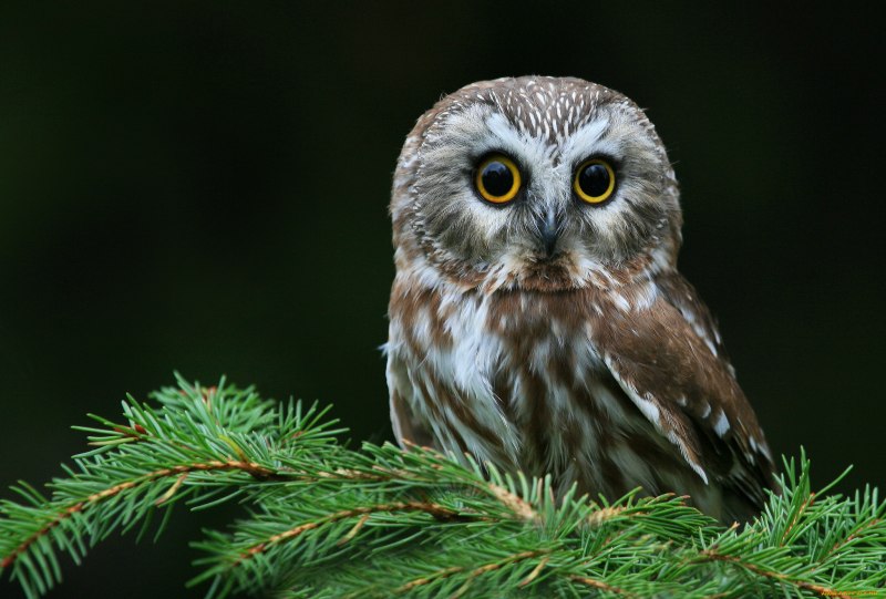 Aegolius acadicus